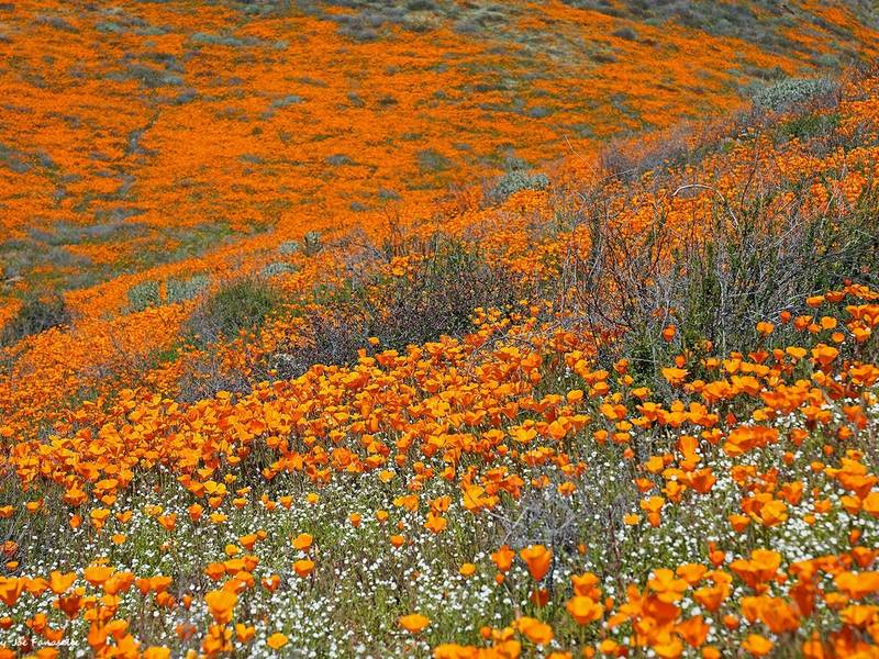 The California Super Bloom Is Upon Us — See the Photos (Video)