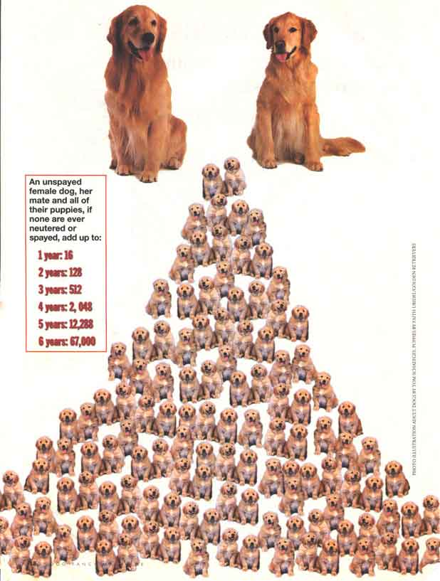 Welcome to Worcester Animal Rescue League (WARL) in Central ...