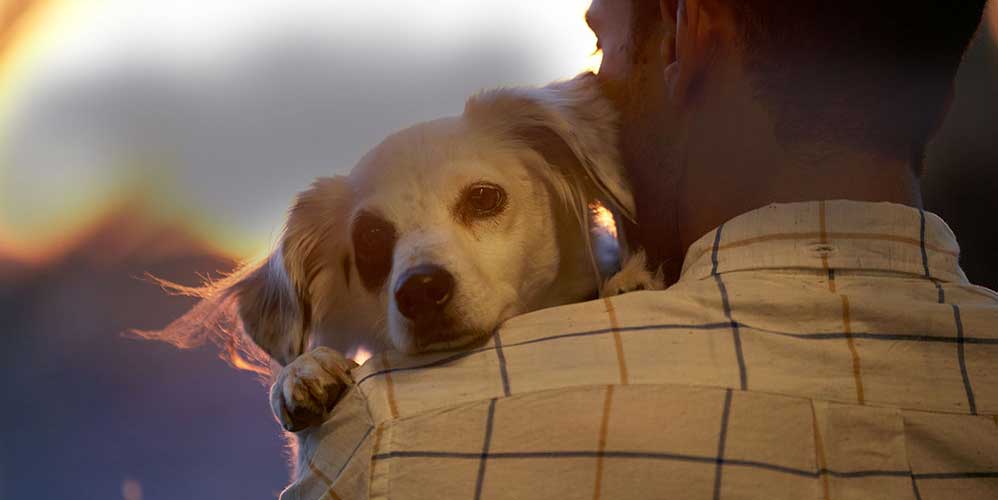  Petfinder | Pet Adoption