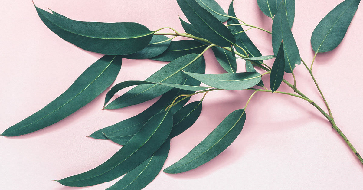 Eucalyptus Farms | Eucalyptus Delivered 
