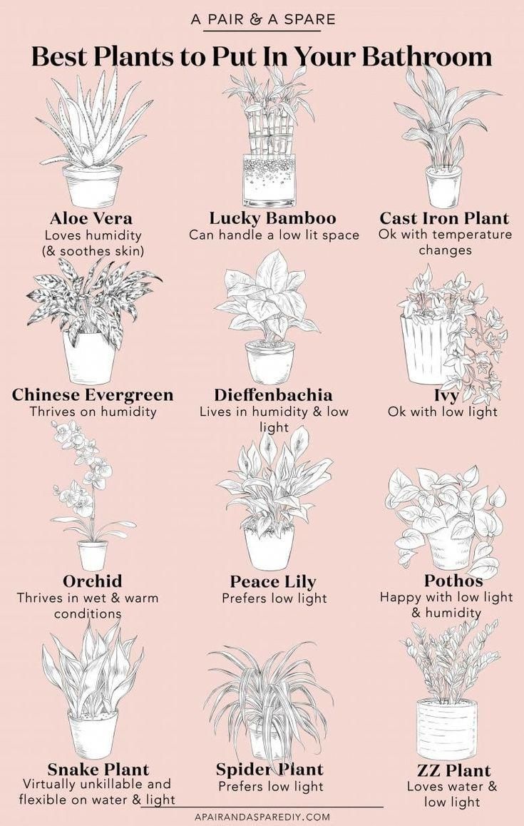 low light plants for night owl homes 