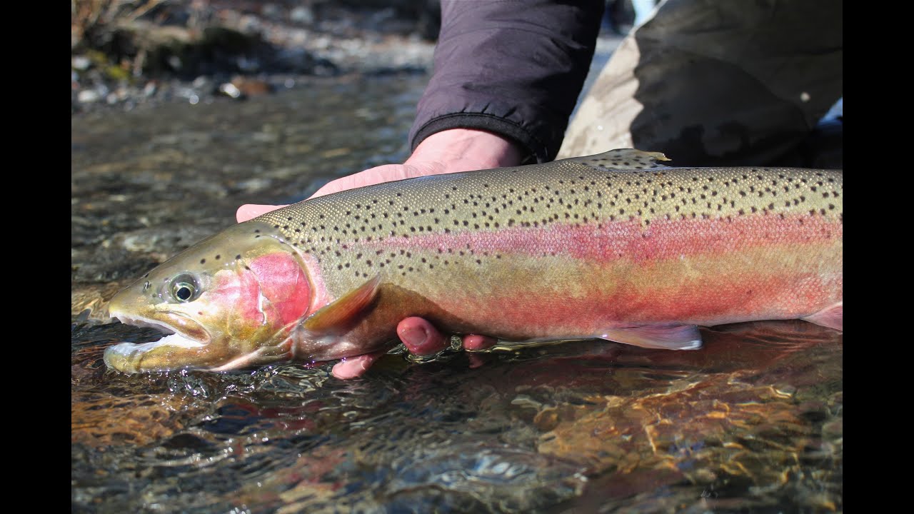 Eastern Sierra Fly Patterns | PlanetTrout