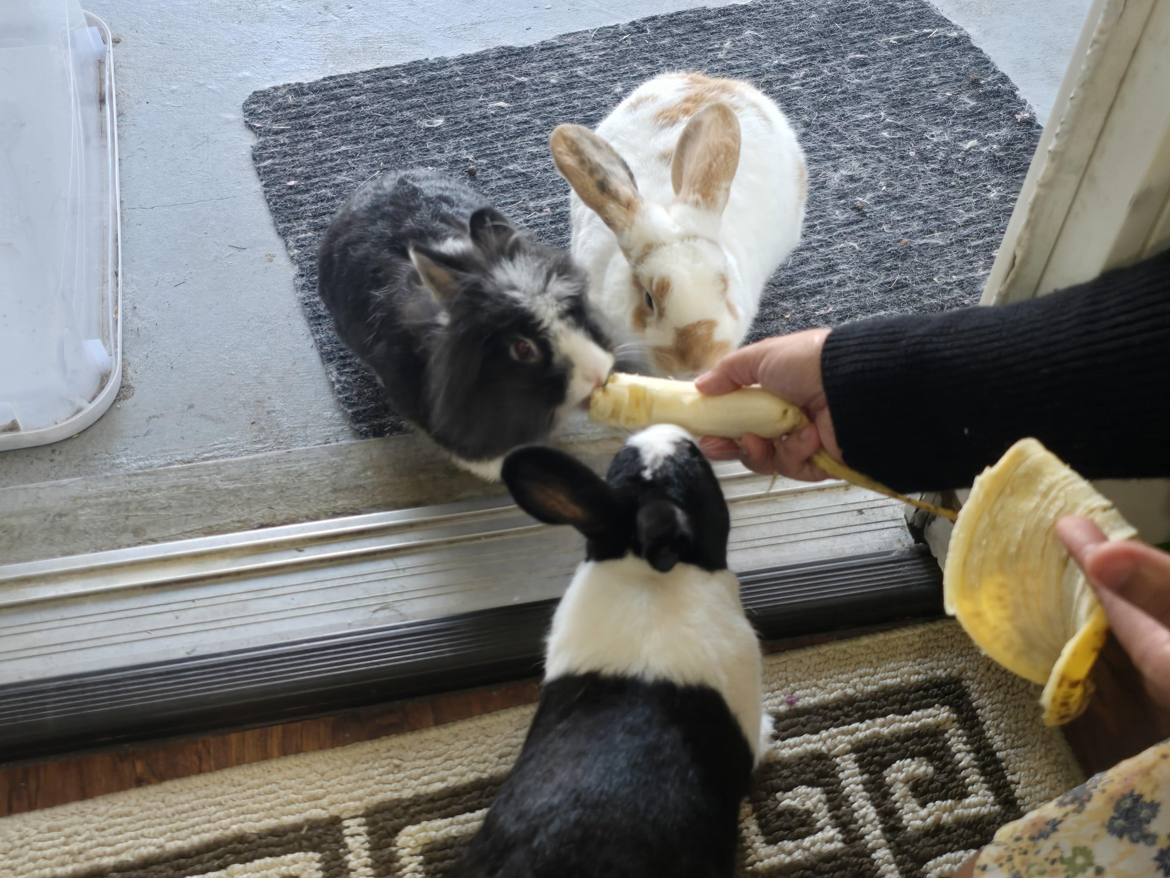 Rabbit | Watch Anything. With Anyone. Anytime.