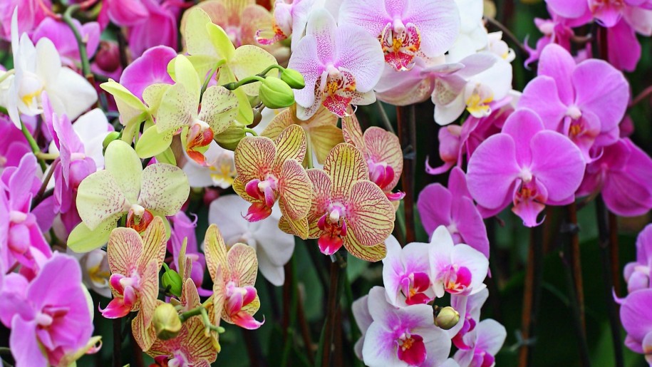 Have you ever wanted an Orchid Garden?