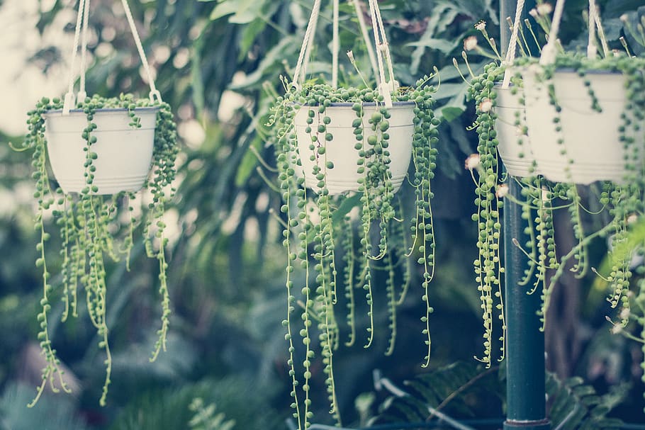 The Seven String Plants 