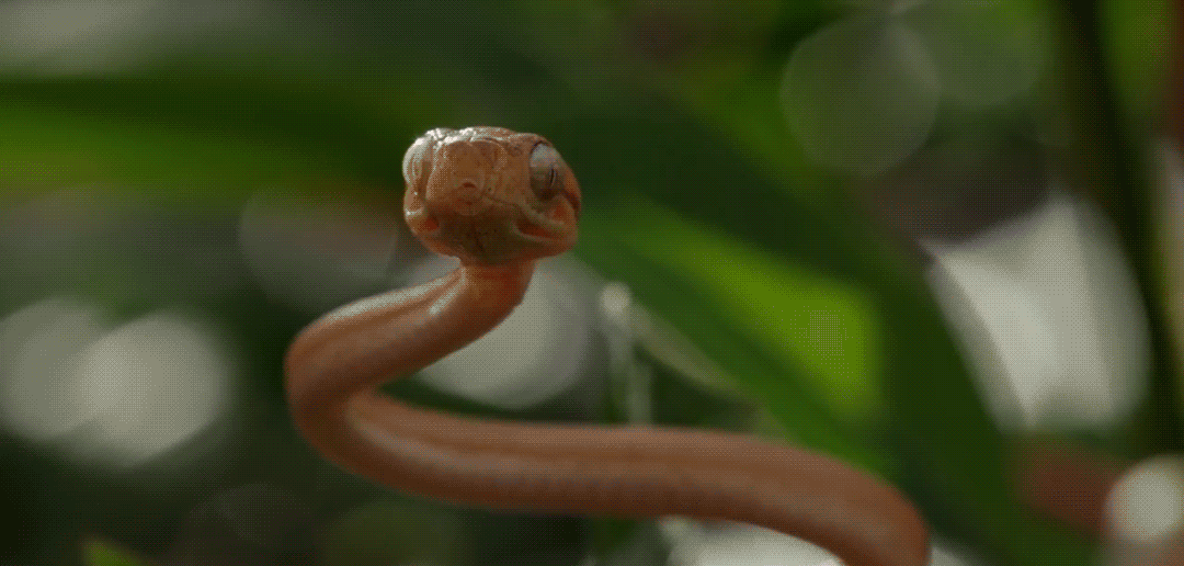Lil Keed - Snake