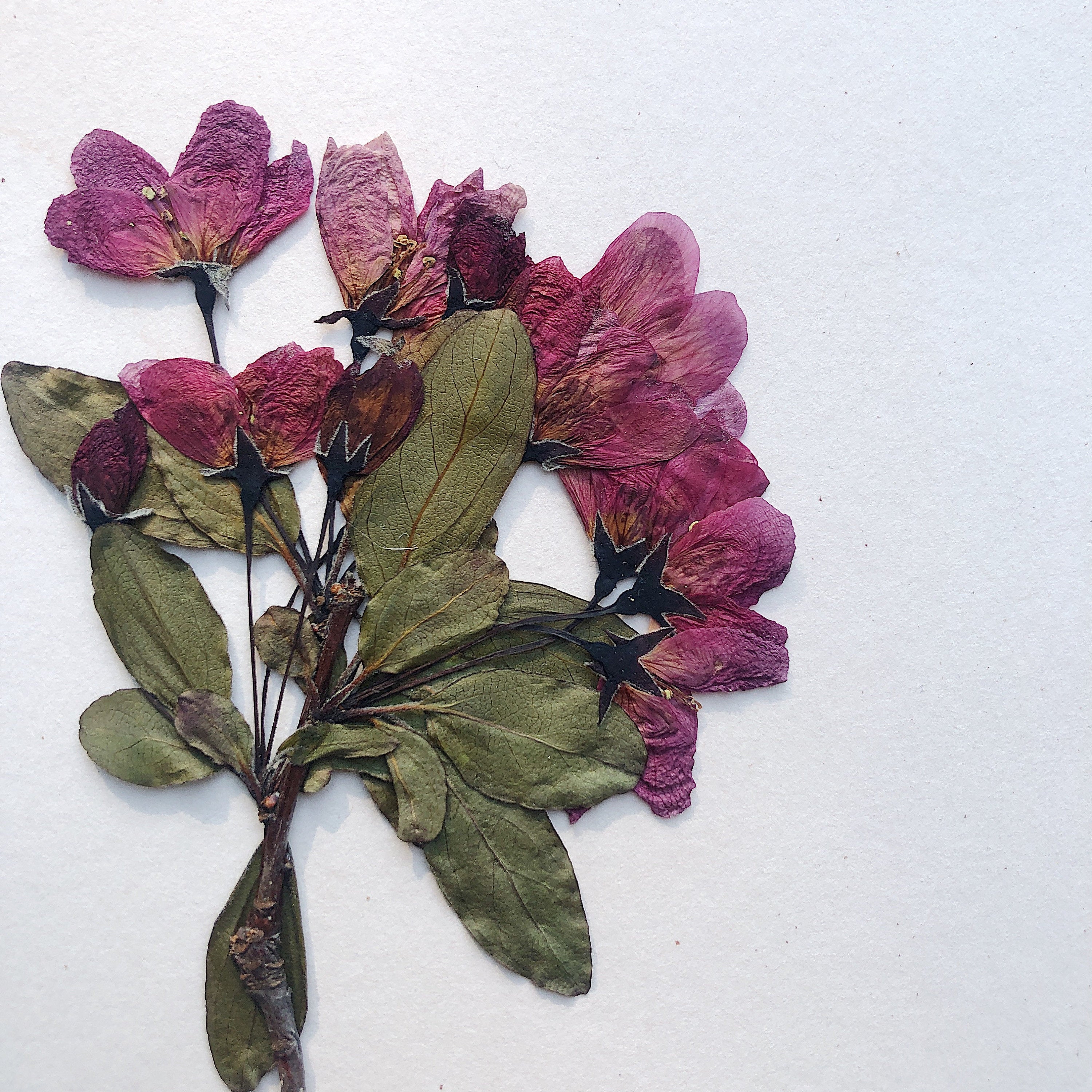 Pressed leaf art greeting cards and other goods. by jojoemade