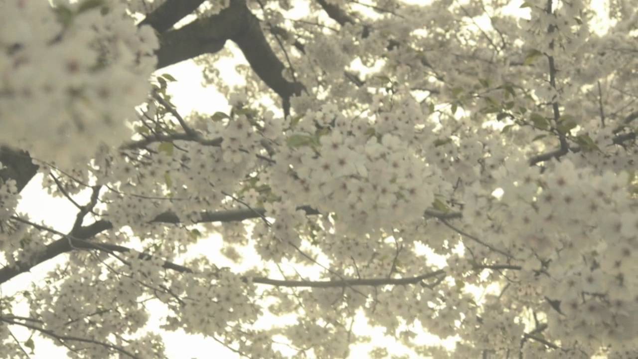 Almanac - The Acorn